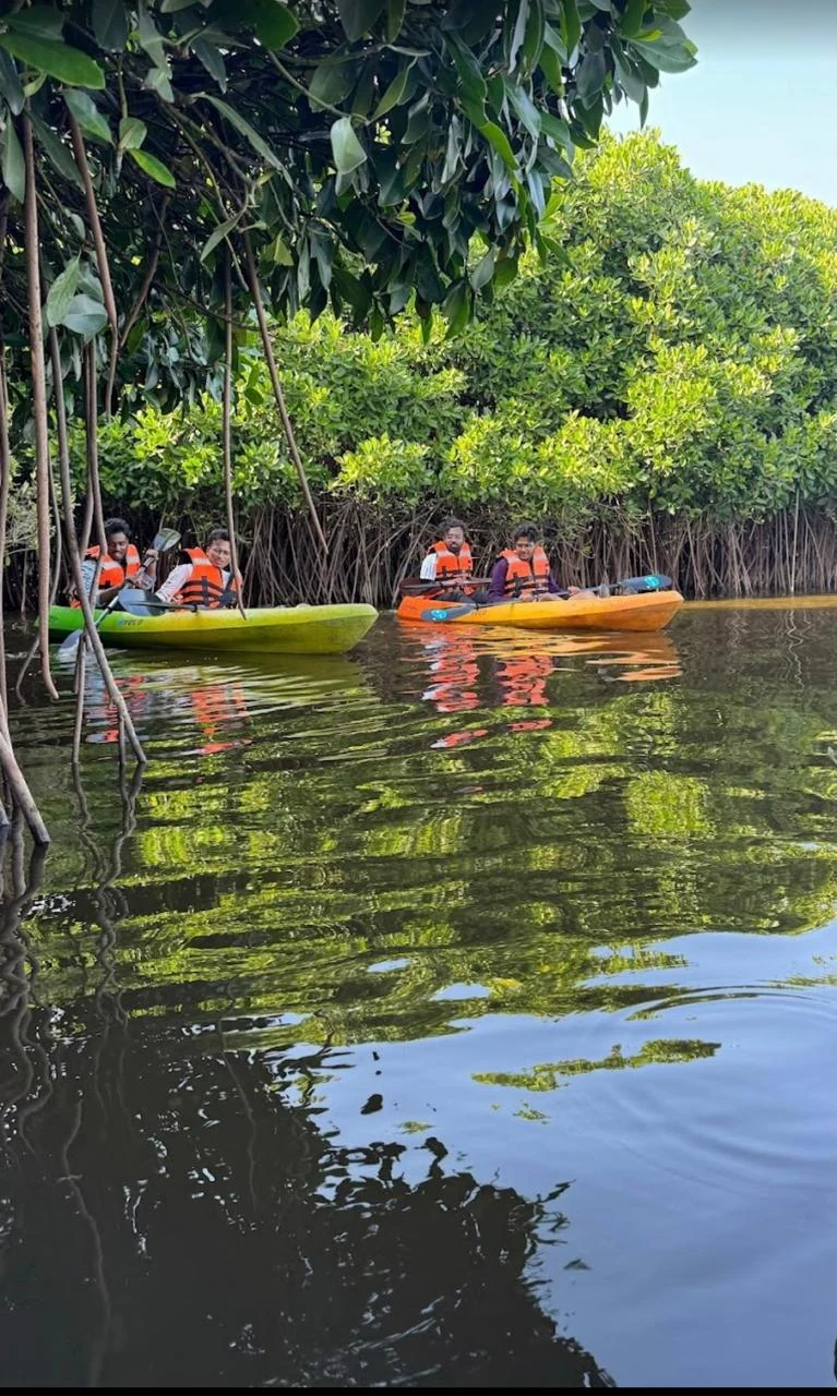 Kayaking beside a green mangrove forest