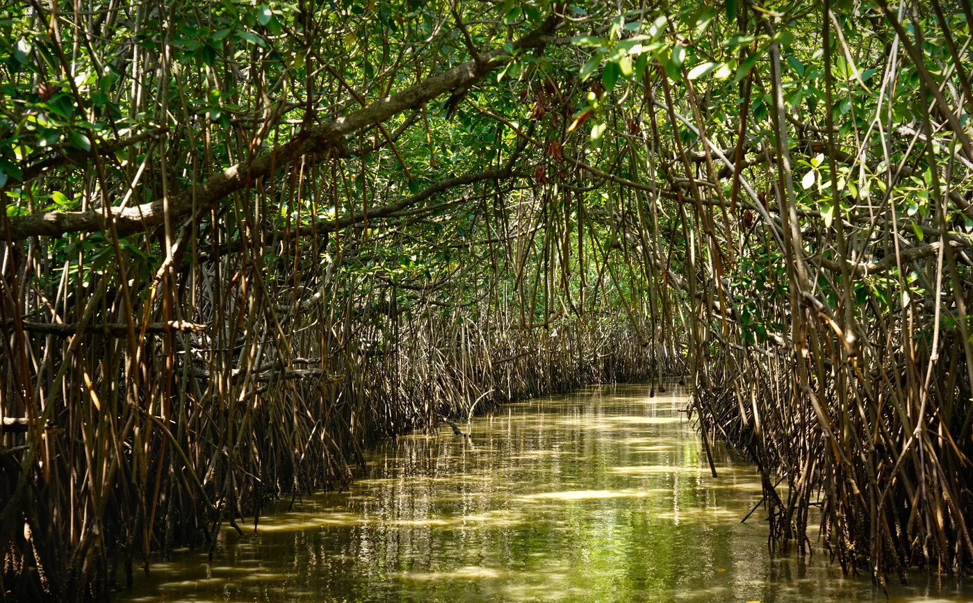 Sunlit mangrove canopy at Pichavaram