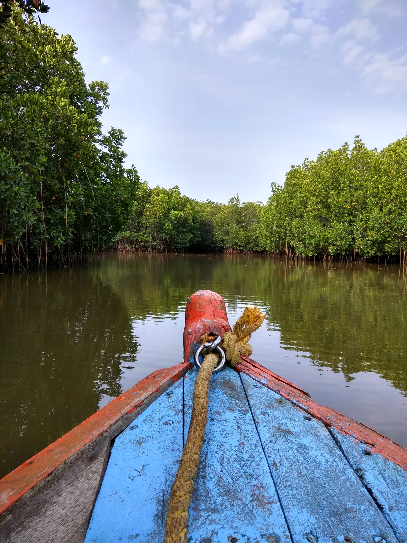 Blue and red wooden boat among green Pichavaram mangroves